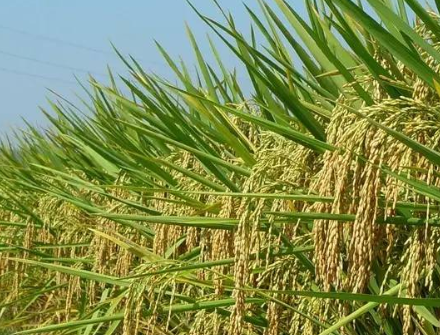 郯城縣舉辦糧食機(jī)收減損技術(shù)培訓(xùn)班